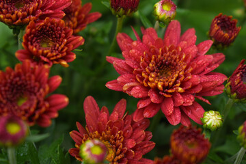 Beautiful Red chrysanthemum flowers closeup in the winter garden, Closeup of Chrysanthemum flower, Field of the Red Chrysanthemum, Beautiful Red flower blooming in nature.