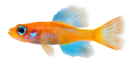 Radiant Aquatic Beauty: An exquisitely detailed photo showcases a vibrant, iridescent fish, its scales shimmering with a spectrum of colors and graceful fins, against a simple backdrop.