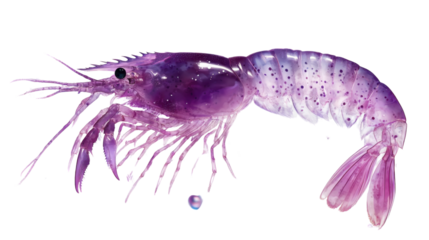 Vibrant Purple Shrimp: A mesmerizing display of aquatic life showcases a striking purple shrimp, captured in exquisite detail. The vivid colors and intricate textures bring this ocean dweller to life.