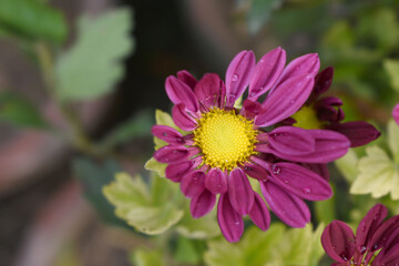 Fototapeta premium Beautiful Red chrysanthemum flowers closeup in the winter garden, Closeup of Chrysanthemum flower, Field of the Red Chrysanthemum, Beautiful Red flower blooming in nature.