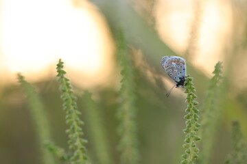 una farfalla licenide al tramonto