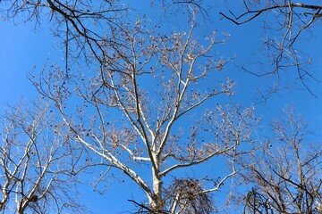 A view under a tall bare tree in the forest.