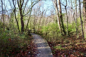 Fototapeta premium The boardwalk bridge on the trail in the forest.