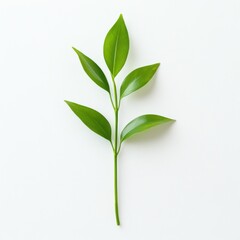 Simple green plant stem, neatly isolated on a white background, minimal design aesthetic