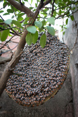 Small honey bees nest hanging from branches of plant