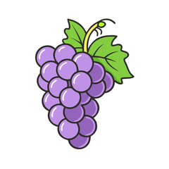 Illustration of purple grapes with green leaves a fresh fruit drawing for design projects