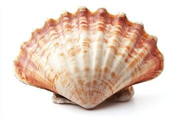 Clam Shell, Isolated