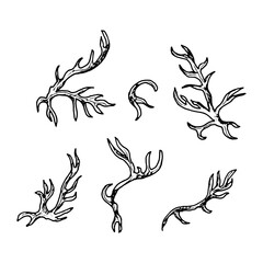 Collection of hand drawn field herbs with curved stems and organic shapes. Monochrome ink sketches perfect for botanical projects, natural compositions, herbal designs, and scientific illustrations.