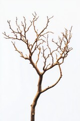 Fototapeta premium Uncultivated plant form, unique structure, natural tones, isolated