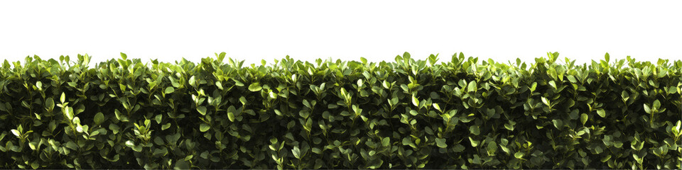Lush green hedge isolated on transparent background