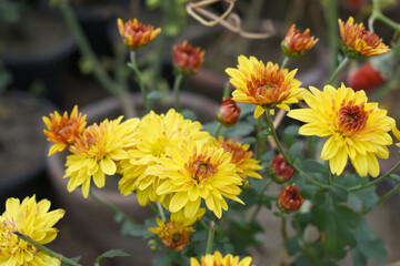 Beautiful Yellow red chrysanthemum flowers closeup in the winter garden, Closeup of Chrysanthemum flower, Field of the Yellow red Chrysanthemum, Beautiful Yellow red flower blooming in nature.