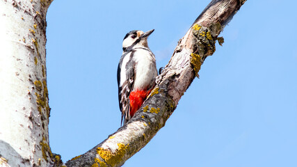 great spotted woodpecker