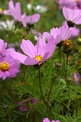 Pink Cosmos flower, Cosmos flowers, autumn season image, Beautiful Pink Cosmos flower in the garden. Pink flowers pictures. Cosmos Bipinnatus, commonly called the garden or Mexican aster
