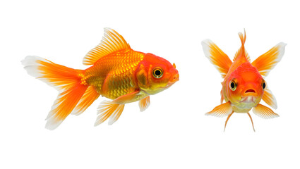 Fototapeta premium Two colorful goldfish with orange and white tails swimming.