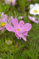 Fototapeta premium Pink Cosmos flower, Cosmos flowers, autumn season image, Beautiful Pink Cosmos flower in the garden. Pink flowers pictures. Cosmos Bipinnatus, commonly called the garden or Mexican aster