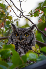 great horned owl