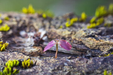 Small tree sprout growing on dead tree. New beginning, nature macro background