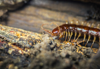 Large centipede hide in tree trunk. Macro animal background