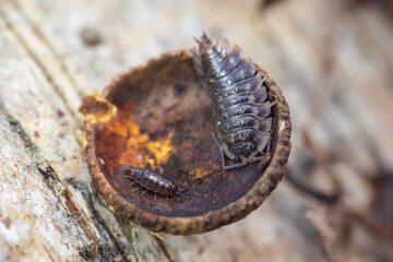 Large and small common pill-bug, armadillidium vulgare animal sitting in acorn cap. Macro nature background