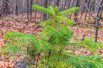 Macro photo, Animals, Nature, Еurope, Eastern Europe, Romania   