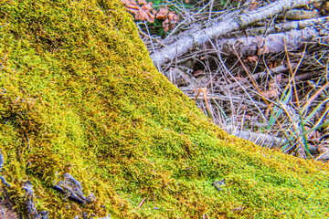 Macro photo, Animals, Nature, Еurope, Eastern Europe, Romania   