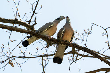 A couple wild pigeons - wood pigeons (Columba palumbus), a male and a female, sit on a tree branch in spring against the background of the blue sky and gently touch their beaks.