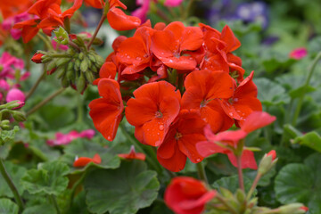 Obraz premium Blooming vibrant red geranium Pelargonium flowers closeup, Blooming of Geranium, closeup shot of red geranium flowers in garden, geranium in the exhibition of geraniums in Chakwal, Punjab, Pakistan