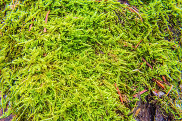 Macro photo, Animals, Nature, Еurope, Eastern Europe, Romania   