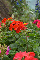 Fototapeta premium Blooming vibrant red geranium Pelargonium flowers closeup, Blooming of Geranium, closeup shot of red geranium flowers in garden, geranium in the exhibition of geraniums in Chakwal, Punjab, Pakistan