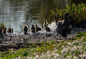 Nilgans mit ihren Küken an einem Teich © Kostas Koufogiorgos