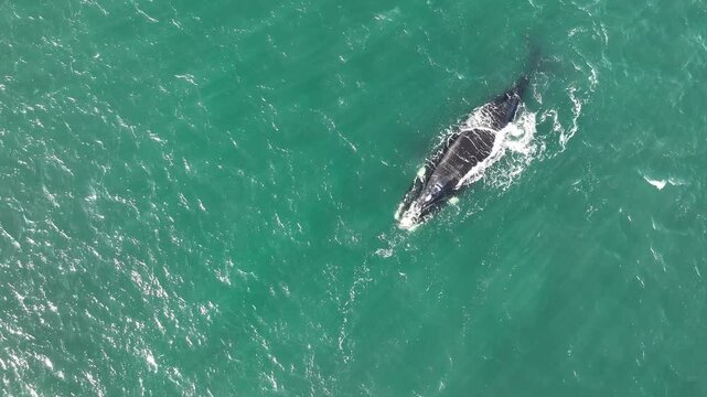Baleia Franca, a Brazilian whale with her call in Florianopolis, Brazil. Right whales swimming near the coast of Florianopolis with their calves.