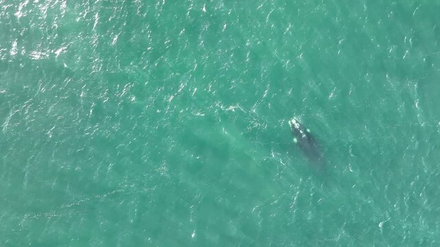 Baleia Franca, a Brazilian whale with her call in Florianopolis, Brazil. Right whales swimming near the coast of Florianopolis with their calves.