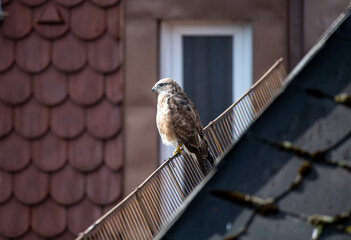 Mäusebussard sitzt auf dem Schneegitter eines Hausdachs