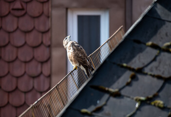 Mäusebussard sitzt auf dem Schneegitter eines Hausdachs