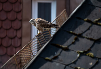 Mäusebussard sitzt auf dem Schneegitter eines Hausdachs