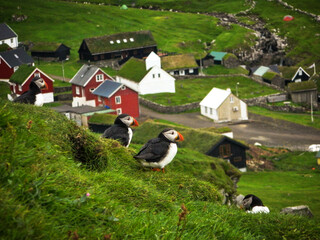Puffin pair over the typical faroese picturesque village of Mykines with colorful nordic houses and small church raising from green grassy terrain evokes remotennes life at the edge of Atlantic ocean 
