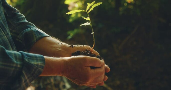 Hands gently holding a young oak sapling with soil forest area during early morning light. World Environment Day.