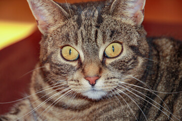 cat with yellow eyes