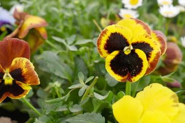 Spring flowers Viola in yellow Black color - favorite ornamental plant flowering in the spring,...