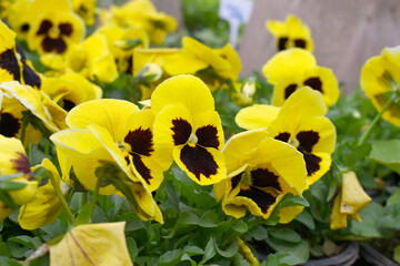 Spring flowers Viola in yellow Black color - favorite ornamental plant flowering in the spring,...