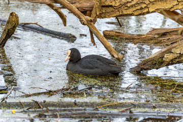 A black moorhen is swimming in a pond. The water is muddy and there are dry branches around the moorhen.