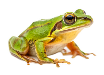 Extreme close up and right side view photo of single green frog isolated on white background and generated with AI