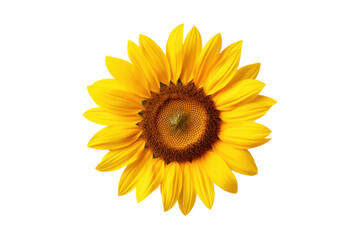 Fototapeta premium sunflower isolated on white or transparent png