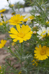 Bright Yellow Crown Daisy, Close-up of a Bright yellow crown daisy flower, blooming in nature, Close-up shot of beautiful yellow Crown Daisy flower (Chrysanthemum coronarium), Crown Daisy,