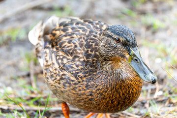 A duck is standing on the ground. It has a black and brown body