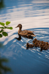 Fototapeta premium A stunning and detailed image of a duck and her ducklings swimming on a lake.