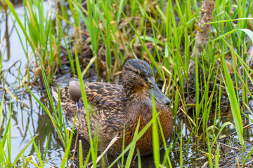 A duck is sitting in the water. The duck is brown and black. The duck is in a grassy area