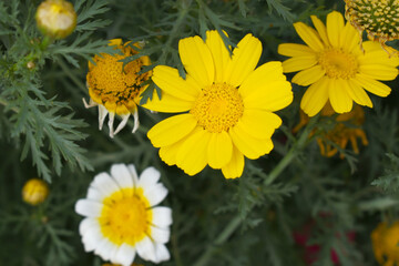 Bright Yellow Crown Daisy, Close-up of a Bright yellow crown daisy flower, blooming in nature,...
