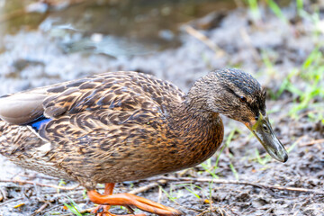 A duck is standing in the mud. It has a black head and a brown body. The duck is looking at the camera