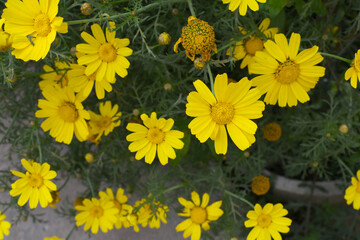Bright Yellow Crown Daisy, Close-up of a Bright yellow crown daisy flower, blooming in nature,...